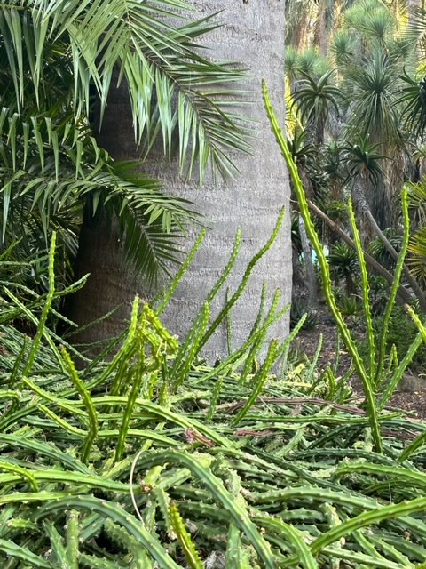 Flora Grubb's Guides: Selenicereus pteranthus