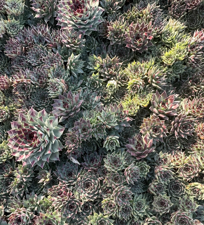 small leaf succulent plant #50 Echeveria Agavoides Red Tips