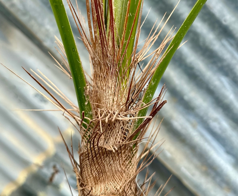 Flora Grubb's Guides: Trithrinax acanthocoma