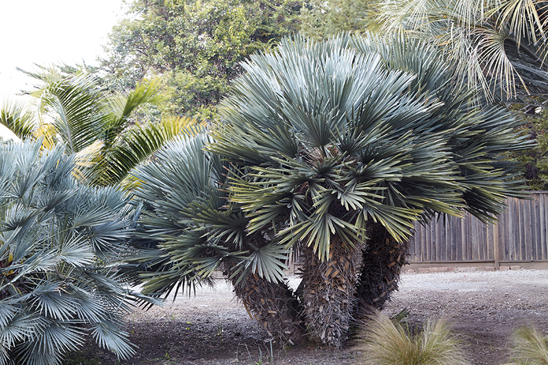 Flora Grubb's Guides: Trithrinax campestris
