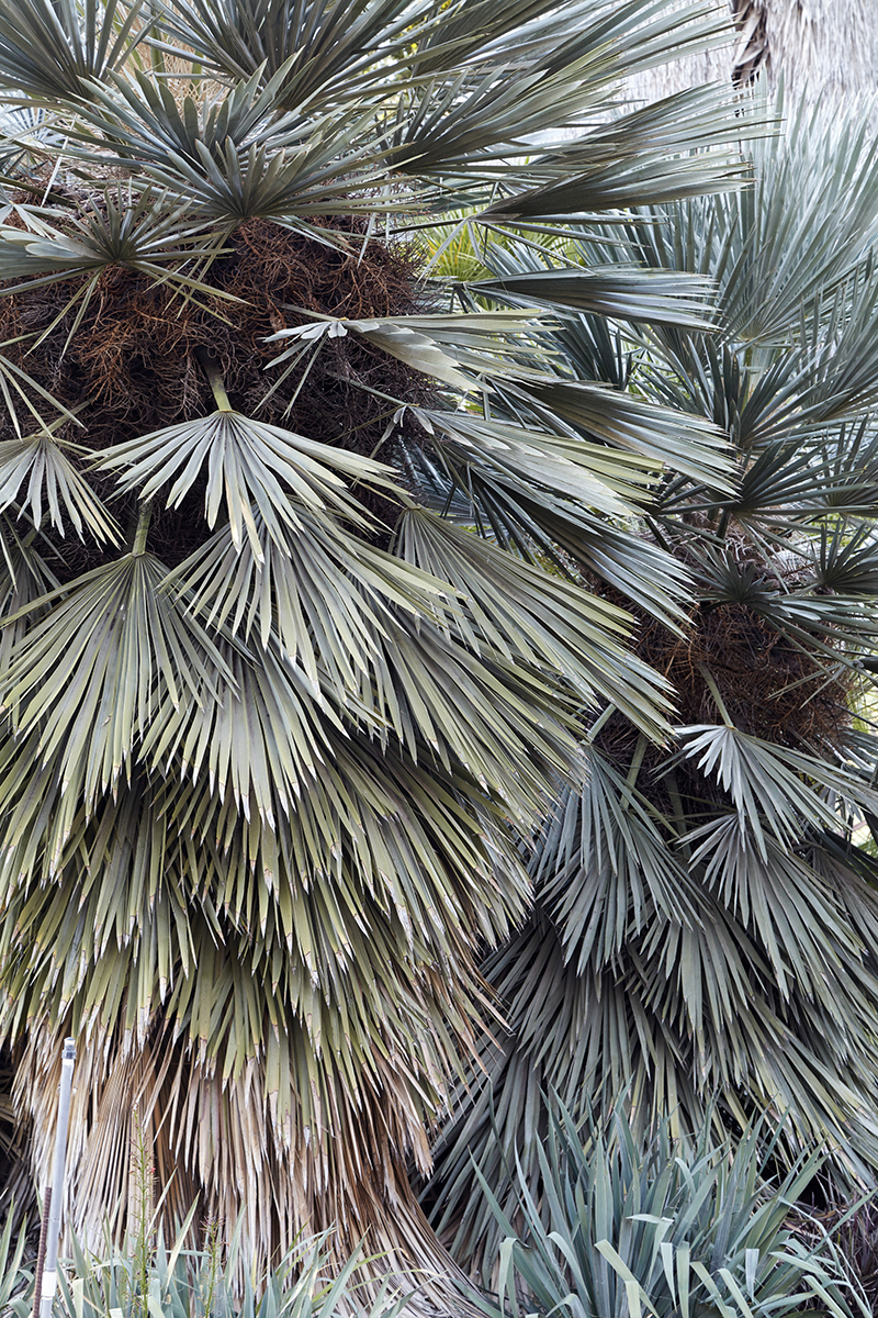 Flora Grubb's Guides: Trithrinax campestris